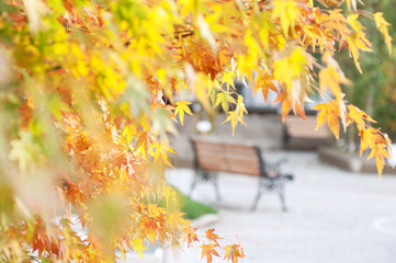 autumn park with benches and yellowed leaves on trees