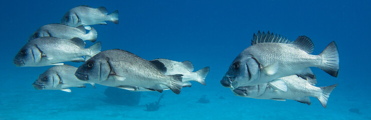 Group of grey sweetlips swimming in the same direction with a blue background. These fish inhabit...