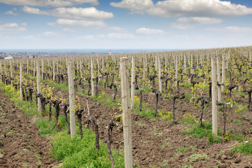 Fototapeta na wymiar Vineyard landscape agriculture