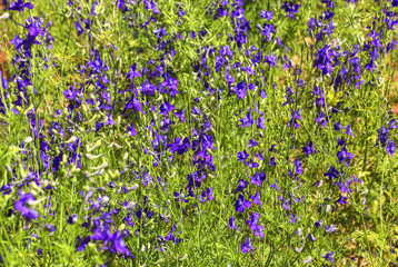 Blue flowers  forking larkspur (Consolida regalis)