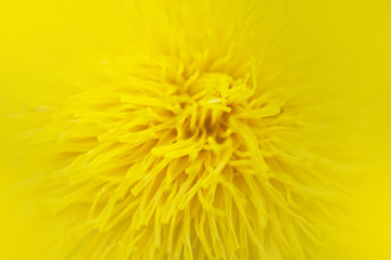Obraz premium Texture of flower in nature
