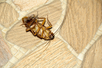 The cursed insect killed in the kitchen.
