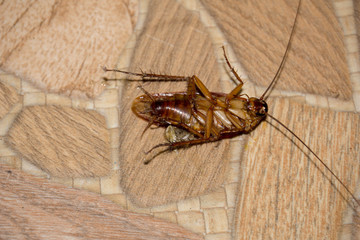 The cursed insect killed in the kitchen.