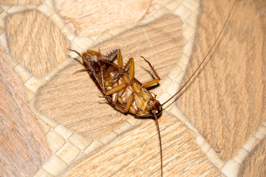 The cursed insect killed in the kitchen.
