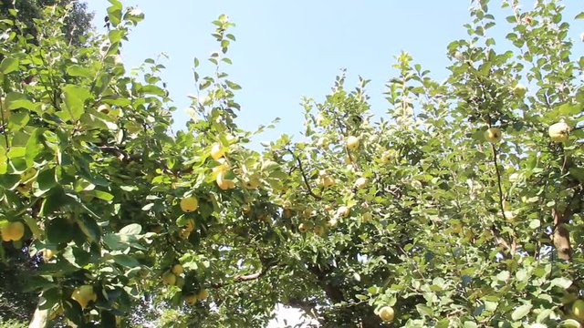 木に生るカリン