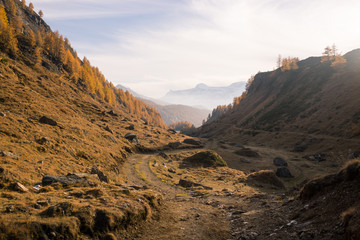 Scenics misty mountain fall landscape with dirt road in the middle in larches forest in sunny autumn day outdoor.