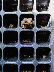 Toad in condominium. A toad sit in some pit on plant tray.
