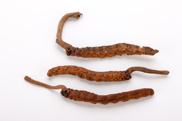 Cordyceps sinesis Yartsa Gunbu Yarsagumba himalayan gold Nepal isolated