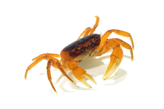 1 Best サワガニ Images Stock Photos Vectors Adobe Stock