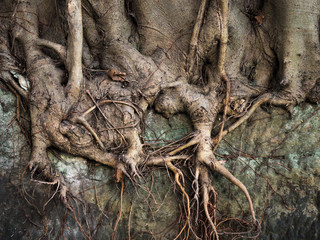 Exposed Moreton bay fig tree roots in sydney street