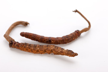 Cordyceps sinesis Yartsa Gunbu Yarsagumba himalayan gold Nepal isolated