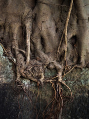 Exposed Moreton bay fig tree roots in sydney street