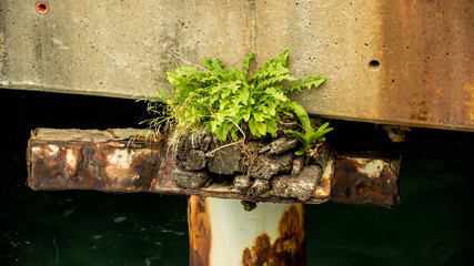 Weeds growing on pylon supporting wharf at circular quay, sydney, australia