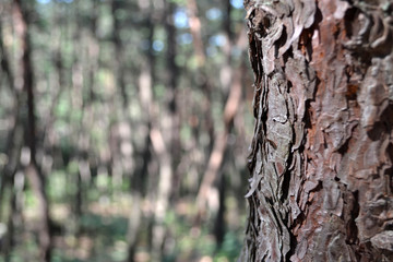 Obraz premium Pine forest in Gyeongju. Apparently famous for photographers and hikers. Pic was taken in August 2017.