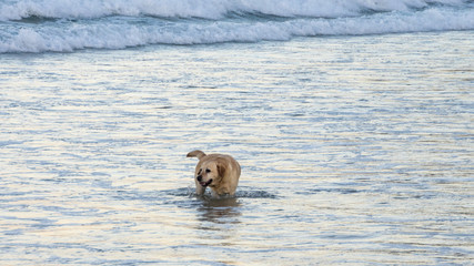 Fototapeta premium Labrador fetching ball from surf, one mile beach, australia