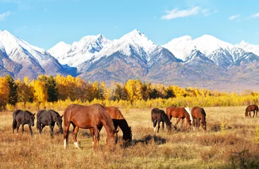 Papier Peint photo Chevaux Le troupeau de chevaux sur la vallée des contreforts sur un pré jaune lors d& 39 une journée d& 39 automne ensoleillée