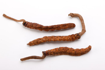 Cordyceps sinesis Yartsa Gunbu Yarsagumba himalayan gold Nepal isolated