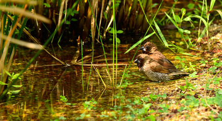 Scaly-breasted munia couple