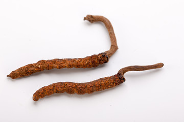 Cordyceps sinesis Yartsa Gunbu Yarsagumba himalayan gold Nepal isolated