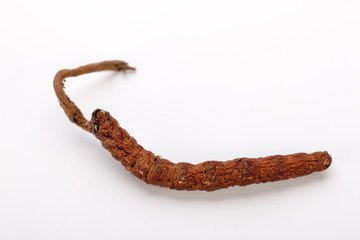 Cordyceps sinesis Yartsa Gunbu Yarsagumba himalayan gold Nepal isolated