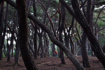 Pine forest in Gyeongju. Apparently famous for photographers and hikers. Pic was taken in August...