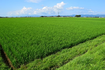 Obraz premium 田植え２ヶ月後の水田