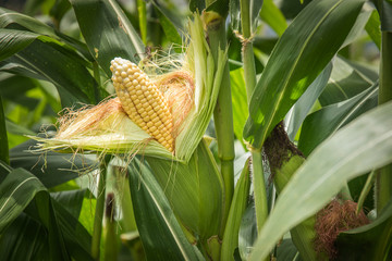 Closeup corn on the stalk