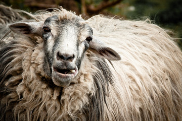 Funny sheep. Portrait of sheep showing tongue.