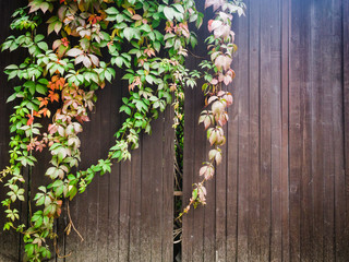 Autumn colored leaves on rustic brown wooden fence