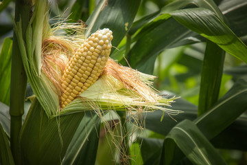 Closeup corn on the stalk