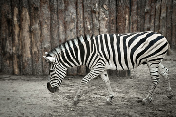 Fototapeta na wymiar zebra on the background of a wooden fence