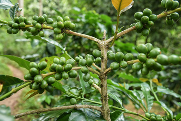 Coffee beans ripening on a tree.
