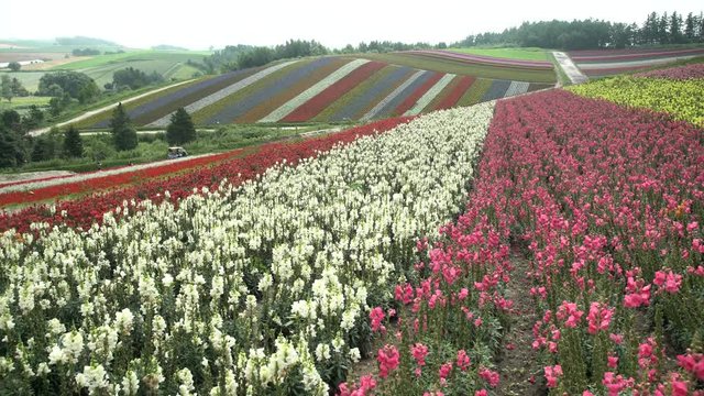 The famous and beautiful Panoramic Flower Gardens Shikisai-no-oka at Hokkaido, Japan