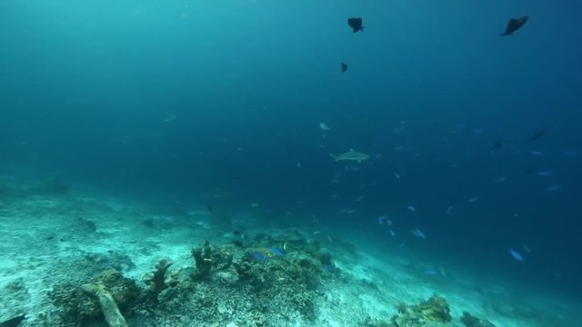 Blacktip reef sharks patrolling underwater coral reef in Raja Ampat 