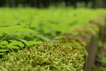 Moss on the wall