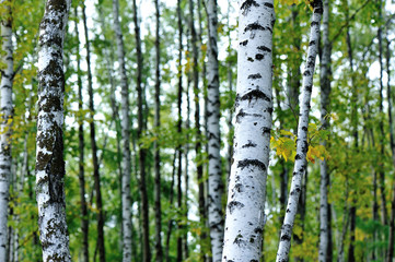 white birch trees in the autumn forest