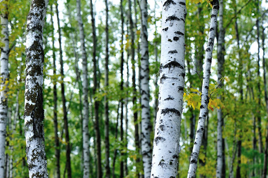 Fototapeta white birch trees in the autumn forest