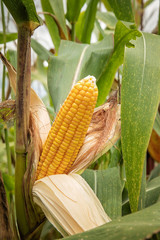 Closeup corn on the stalk