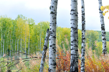 white birch trees in the autumn forest