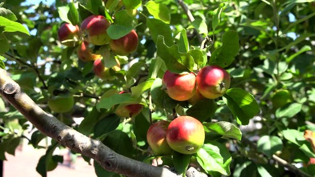 Close up of mature Hokkaido Apple at Japan