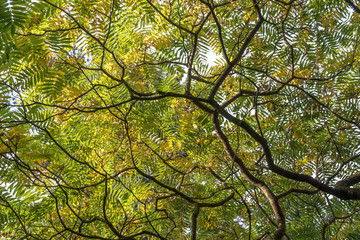 Blätterdach vom Essigbaum