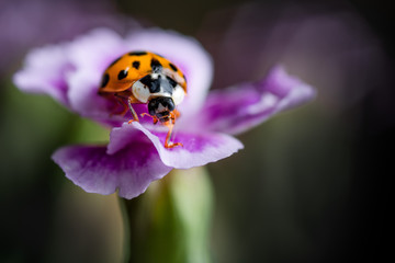 Ladybug