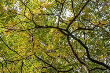 Blätterdach vom Essigbaum