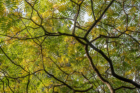 Bl&auml;tterdach vom Essigbaum