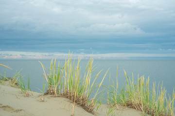 Landscapes Curonian Spit. Grass giant gnaw growing on the sand