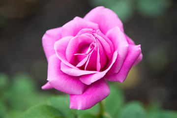 Pink rose flower