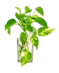 Golden pothos grown in clear glass bottles.