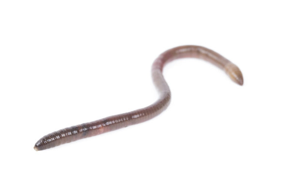 Animal earth worm isolated on white background.
