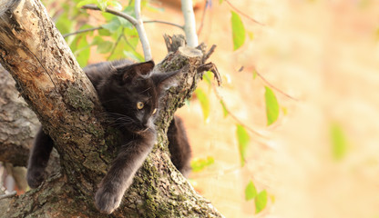 yellow butterflies over a violet flower