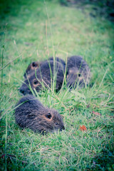 Les ragondins au bord de l'étang 